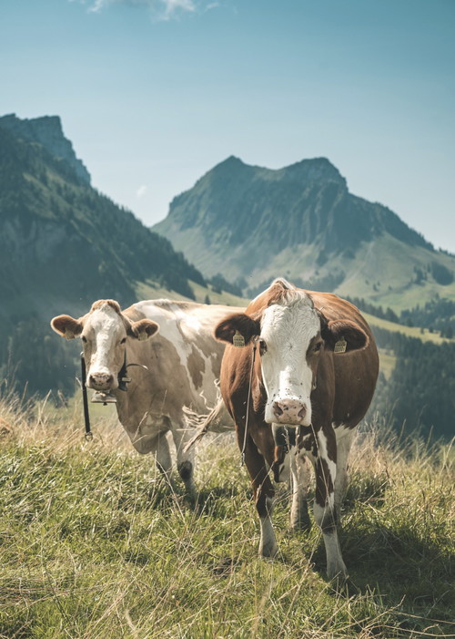 Für echten Schweizer Emmentaler AOP darf nur Rohmilch von Kühen verwendet werden, die entweder mit Gras oder Heu gefüttert werden. In den meisten Dörfern des Emmentals, wie dem wunderschönen Trub, steht die Milchwirtschaft im Zentrum.