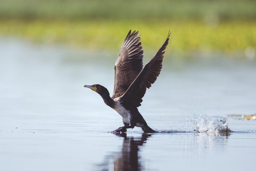 Übersteigerter Artenschutz, wie etwa für den Kormoran (l.), ist für viele Fischer ein großes Problem.