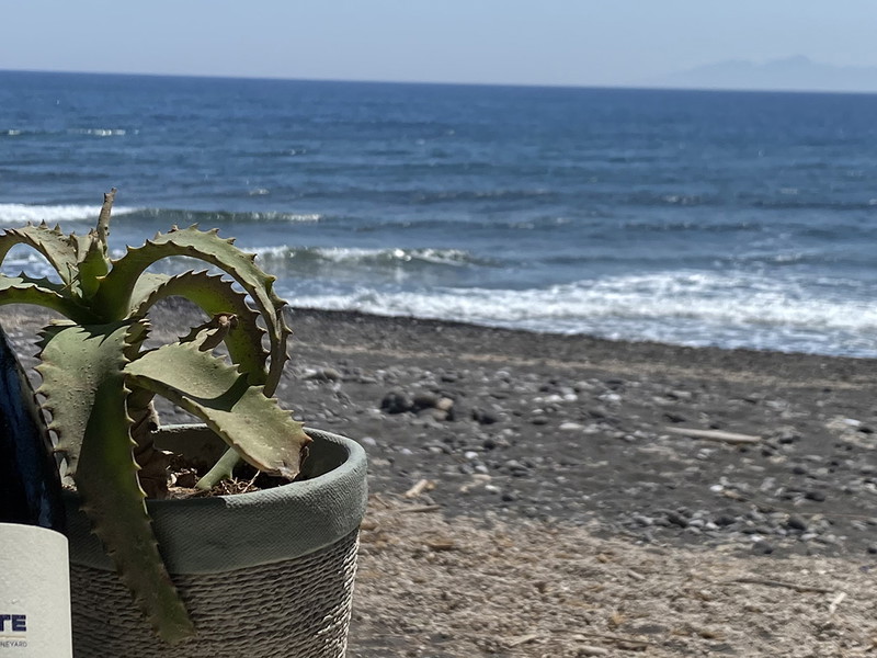 Gaia's Ammonite was the surprise winner of 2022 Great Greek Wines