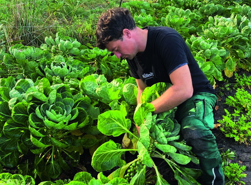 Gemüse von einem der vielen Beete landet in der Hofküche von Stefan Ziegenhagen.