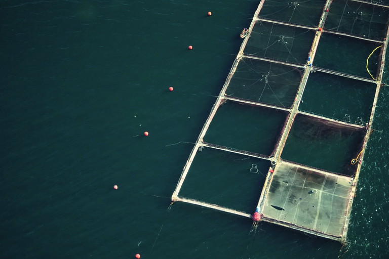 Weltweit wurden im Jahr 2020 über 87,5 Millionen Tonnen Fische, Krebse und Muscheln in Aquakulturen wie dieser gezüchtet, Tendenz stark zunehmend. Das bringt zahlreiche ökologische Probleme mit sich. Das ASC-Siegel (unten) hat das Ziel, einen weltweit gültigen Standard für verantwortungsvolle, nachhaltig arbeitende Aquakultur-Betriebe 
zu entwickeln.