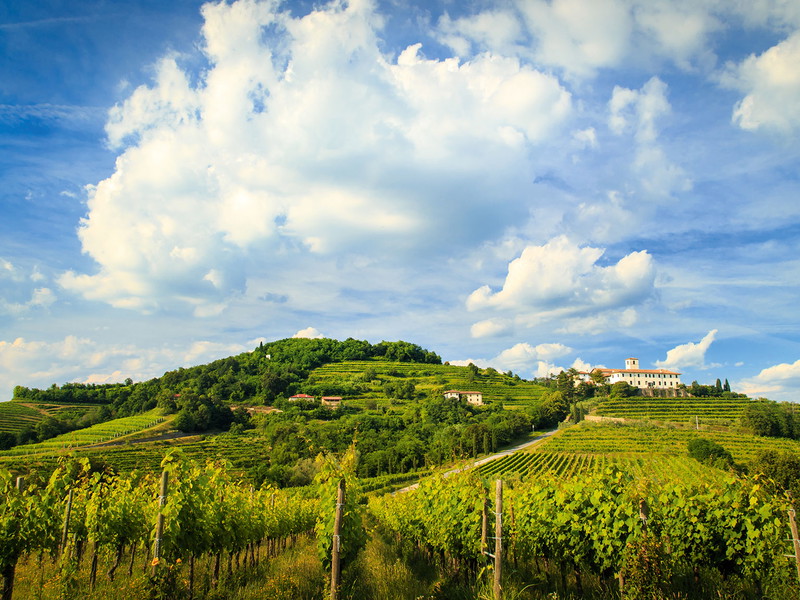 Rund um die Abtei von Rosazzo, südöstlich von Udine in den Colli Orientali, wurde bereits im Mittelalter Wein angebaut. 
