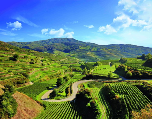 Der Ort Oberbergen und seine Weinberge liegen mitten im einstigen Vulkankrater des Kaiserstuhls.