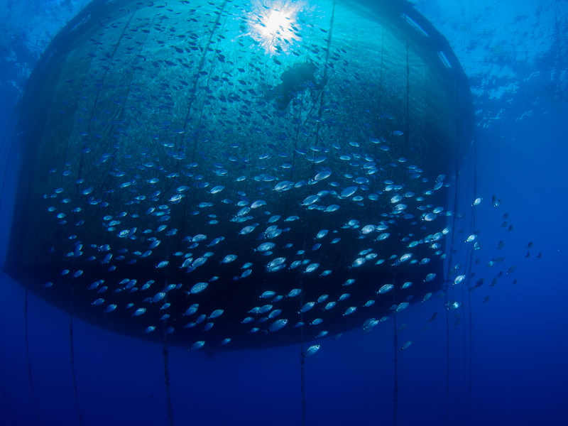 Laut einem Bericht der Welternährungsorganisation sind etwa 34 Prozent der weltweiten Fischbestände überfischt. Das heißt, es werden den Gewässern weit mehr Tiere entnommen, als nachwachsen können.