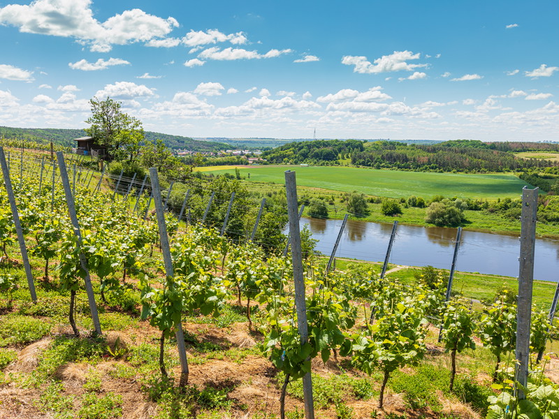 Weinberg auf der sächsischen Weinroute in Diesbar-Seußlitz bei Dresden.