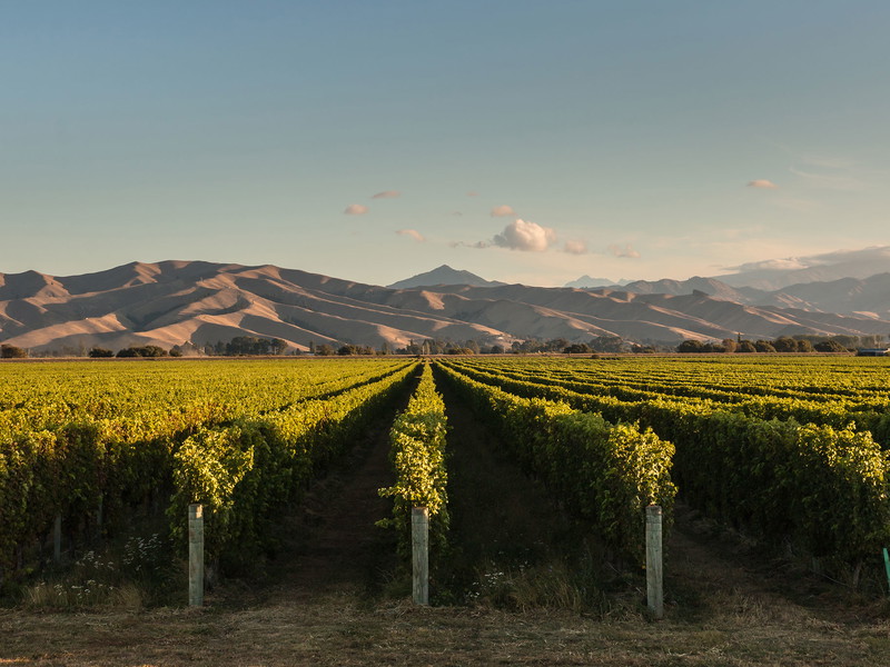 Marlborough Sauvignon Blanc und seine Aromen eroberten die Welt im Sturm.
