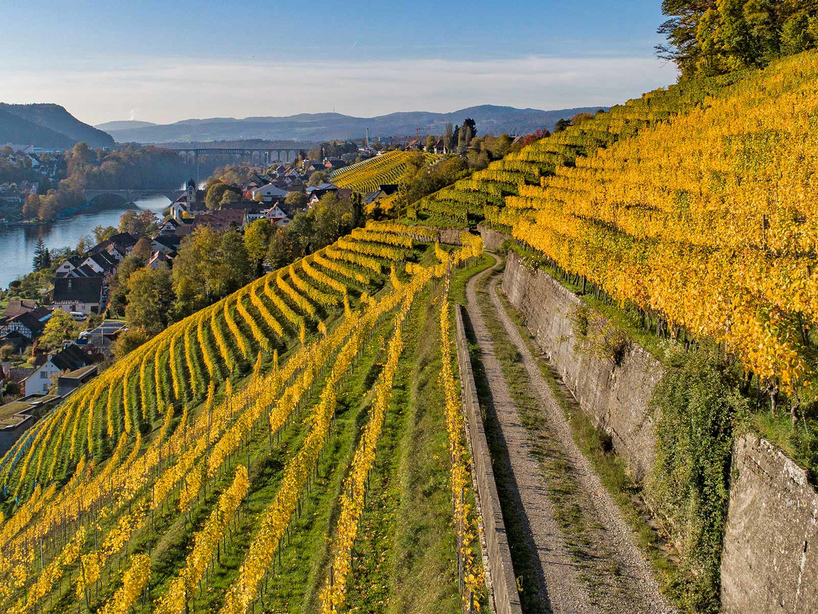 Der malerische Stadtberg über dem Rhein in Eglisau gehört zu den spektakulärsten Reblagen der Schweiz.