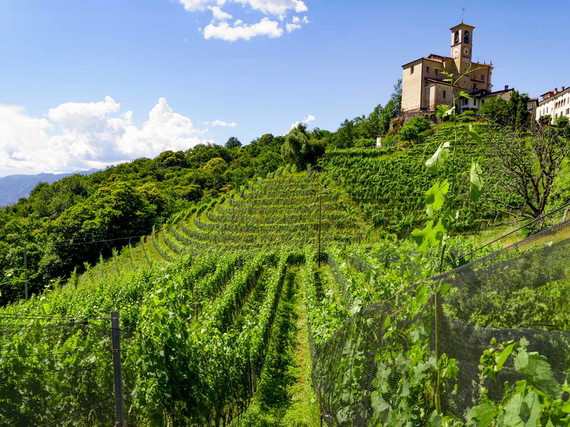 Die Rebberge von Vinattieri in Croglio bei Malcantone.