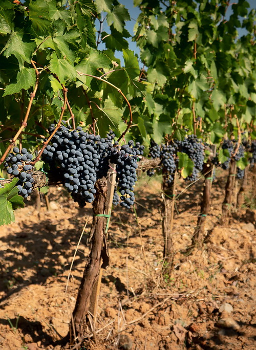 Reife Sangiovese-Trauben sind die Grundlage, aus der bei Casanova di Neri herausragender Brunello erzeugt wird. 