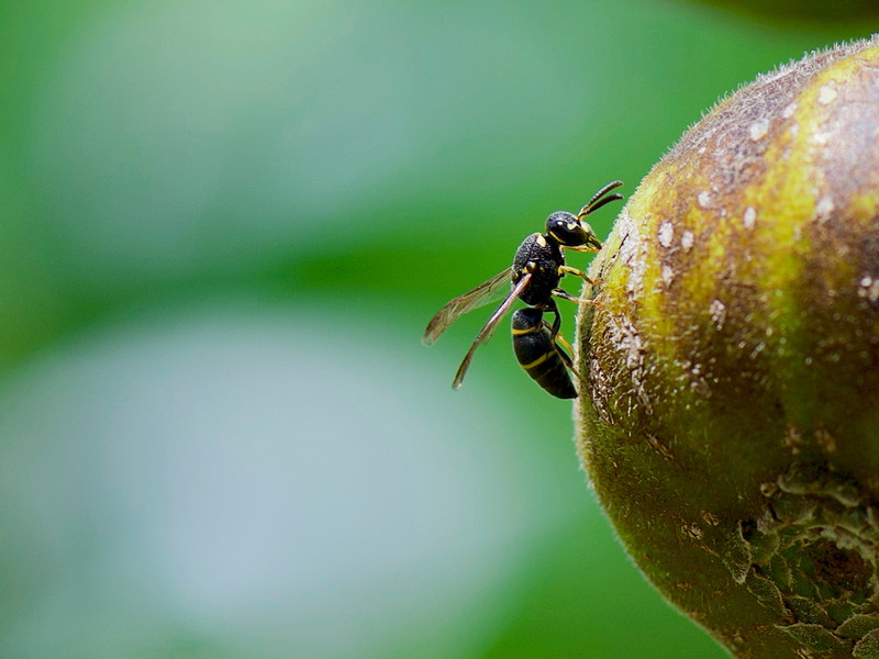Vegan - oder doch nicht?