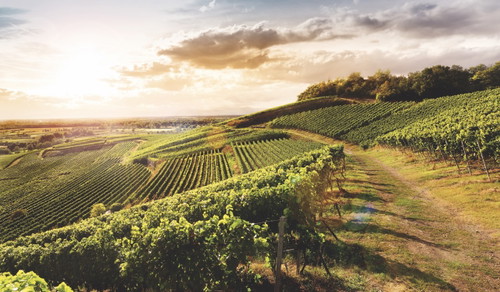 Der Kaiserstuhl in Südbaden (hier: Oberrotweil) besitzt herausragend gute Pinot-Noir-Lagen – auf den Vulkanböden werden die Reben zu tiefem Wurzeln gezwungen.