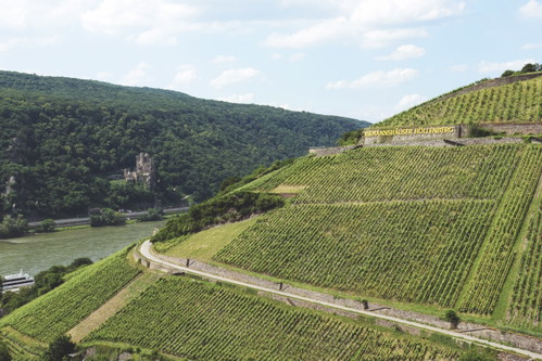 Assmannshausen liegt am westlichsten Punkt des Rheingaus – dort, wo der Rhein nach Norden biegt. Die Reben wachsen auf Phyllitschiefer.