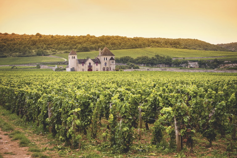 Clos de Vougeot in Burgund: Denkt man sich das Château weg, könnte das Foto auch vom Rand des Pfälzerwaldes stammen.