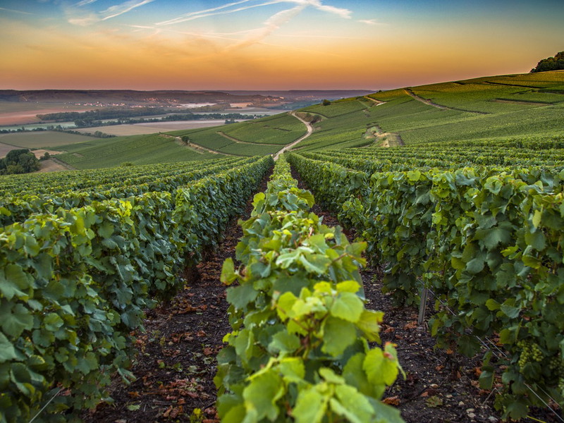Champagne region in France. A beautiful view.