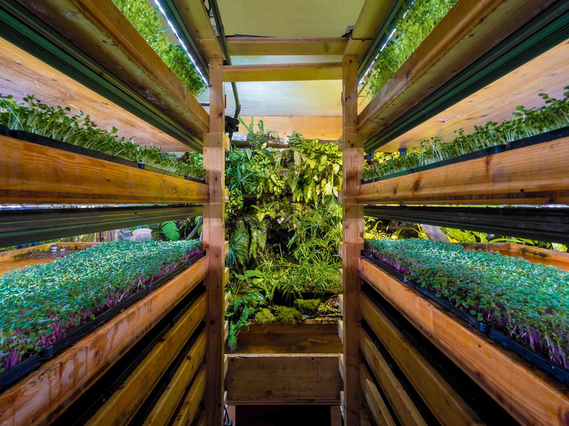 Microgreens von Umami. Eine Art Indoor-Permakultur in der Stadt