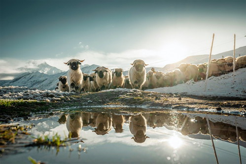 Im Sommer begegnet man auf dem Gornergrat Schwarznasenschafen.