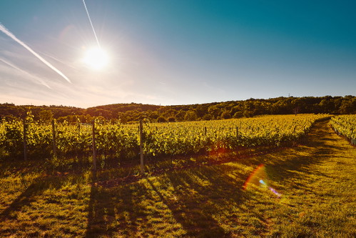 Perfektes Klima, tolles Terroir, ideale Ausrichtung der Rebstöcke: Das macht den Leithaberg und seine Hänge zur burgenländischen Côte d’Or.