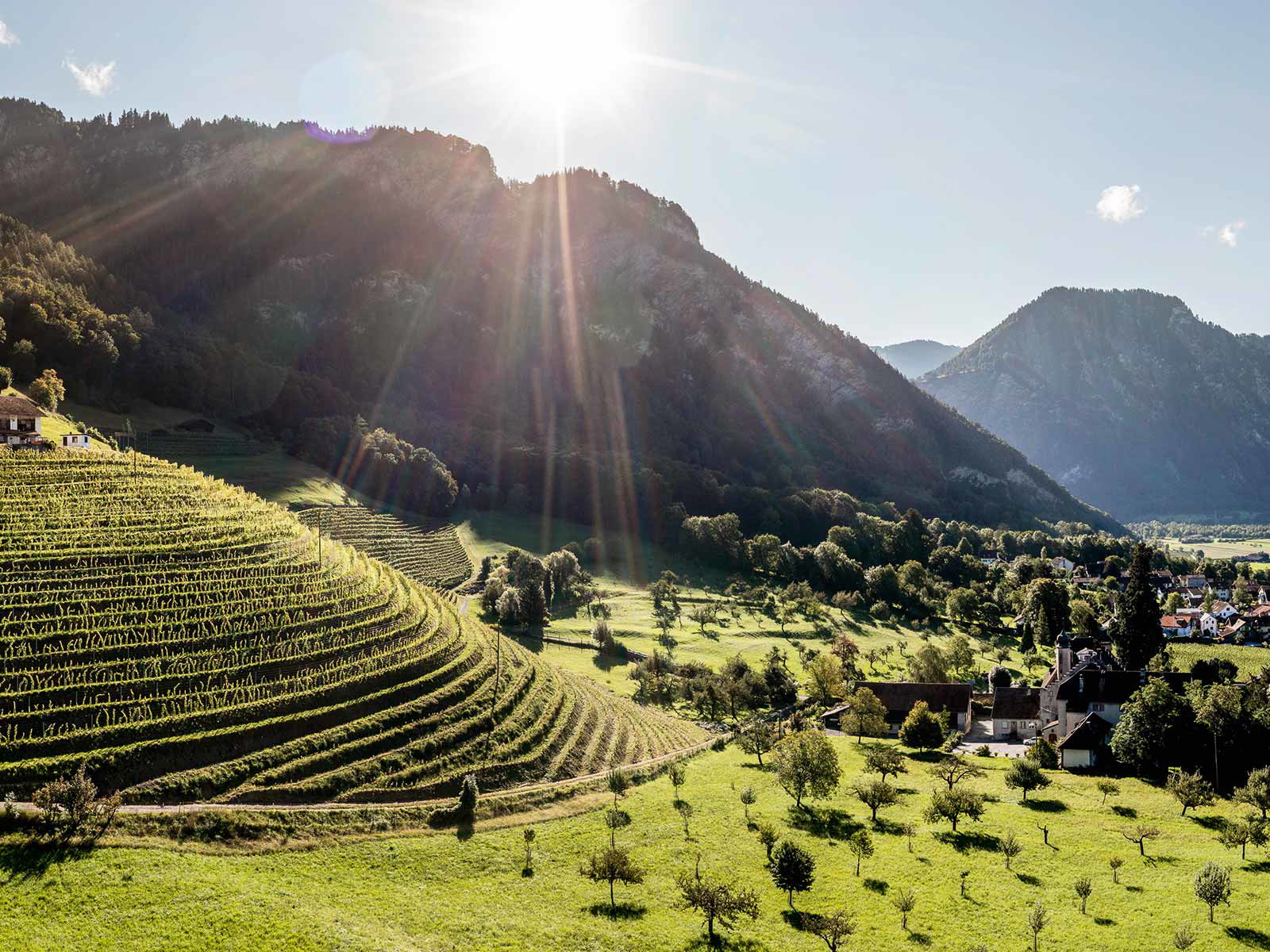 Die Bothmarhalde in Malans ist der höchstgelegene Rebberg der Bündner Herrschaft. Hier entsteht der gleichnamige Lagen-Pinot-Noir vom Weingut Weglin.