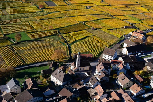 Rebflächen des Weingut Obrecht.