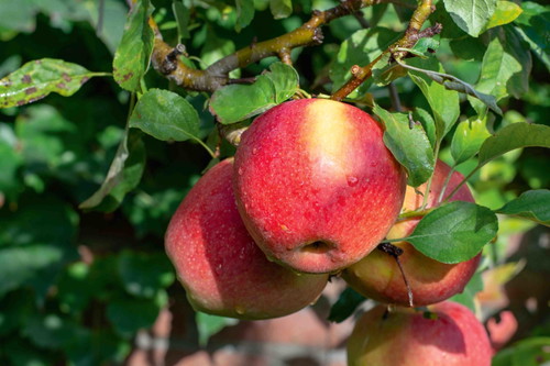 Braeburn