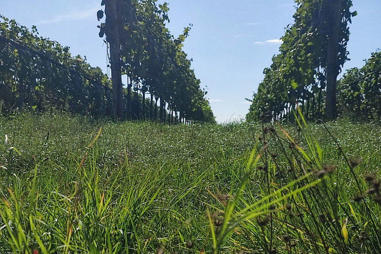 Bei den WinEcycle-Touren steht die Schönheit der Natur im Fokus