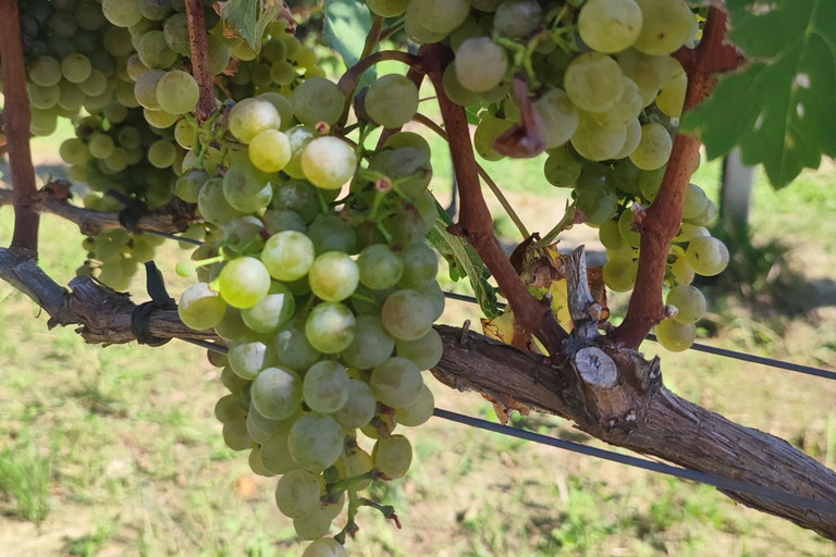 Der Wein steht in Niederösterreich im Fokus. 
