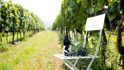 Am Weingut Glatzer in Göttlesbrunn wird »blau« wie auch »weiß« gemacht.