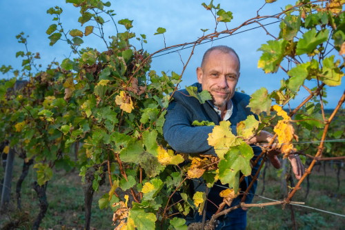 33 Jahre Weingut Hillinger Jubiläum, Weingut Leo Hillinger, Jois, Burgenland, 17.10.2023,
- 
Gery KESZLER