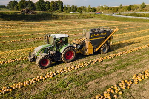 Der richtige Erntezeitpunkt ist ausschlaggebend für die Qualität. Geschmack, Farbgebung und Geruch des »Steirischen Kürbiskernöls g.g.A« kommen nur durch perfekt gereifte Kürbiskerne zur vollen Entfaltung.