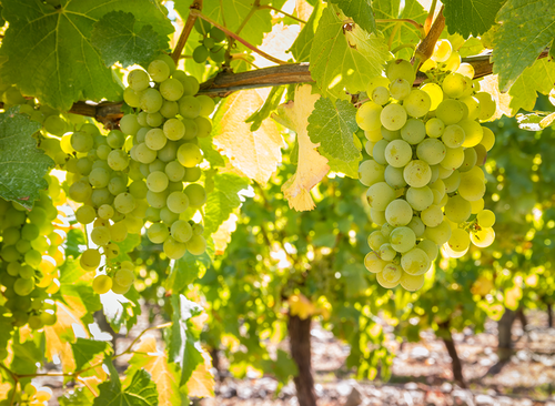 Nahaufnahme von reifen Sauvignon-Blanc-Trauben