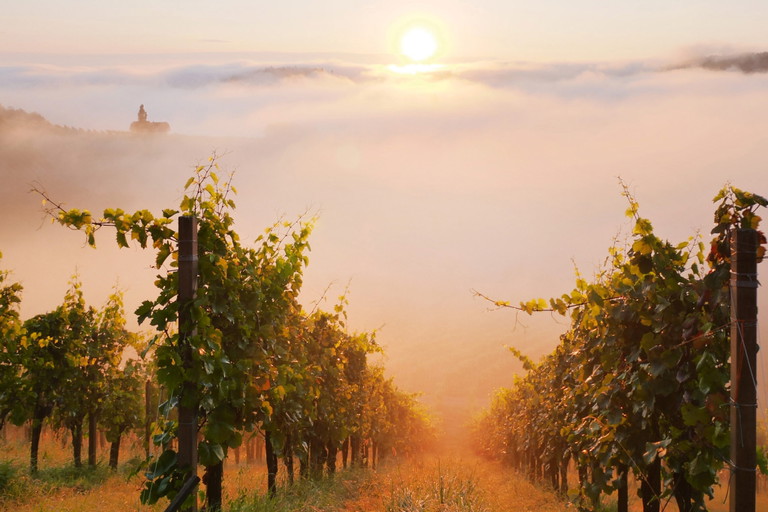 Mystische Herbststimmung an der Südsteirischen Weinstraße.