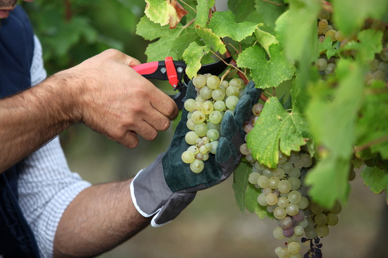 Wie es beim Champagner üblich ist, werden auch viele der besten deutschen Sekte aus Pinot Noir, Pinot Meunier und Chardonnay gekeltert.