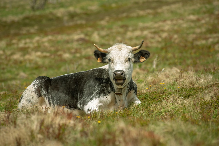 Ursprünglich stammte die Milch für den Elsässer Munsterkäse ausschließlich von Vogesenrindern (im Bild), heute aber auch von 
anderen Kuhrassen.
