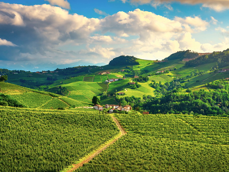 Im Piemont wächst nicht nur großartiger Rotwein, auch feiner Weißwein ist hier zu finden.