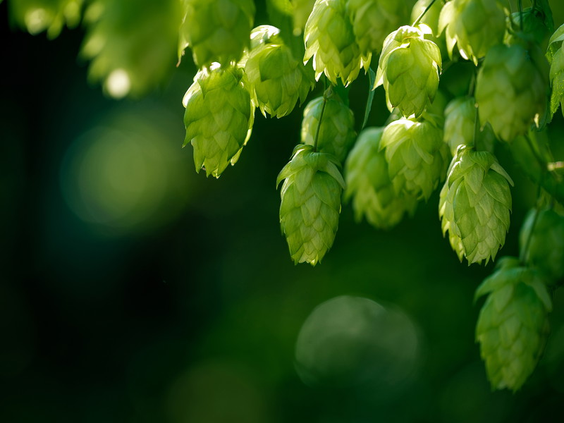 Als eines der »Hopfen-Bundesländer« kann die Steiermark auf die Sorte »Styrian Golding« zurückgreifen – international auch für Ales beliebt!