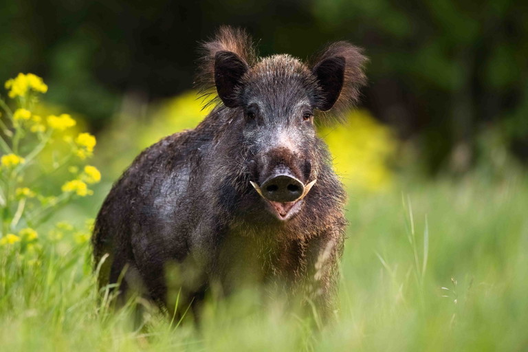 Von allen Wildarten hat das Wildschwein den höchsten Fettanteil. Der sorgt dafür, dass sein dunkelrotes Fleisch als besonders aromatisch wahrgenommen wird.