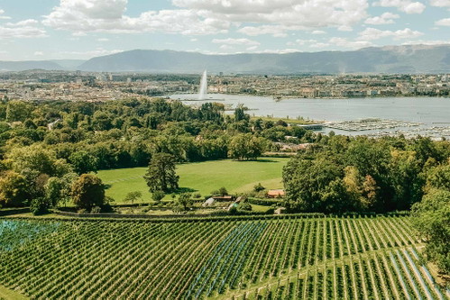 Die Rebberge der Region Genf beginnen unmittelbar vor den Toren der Stadt. 