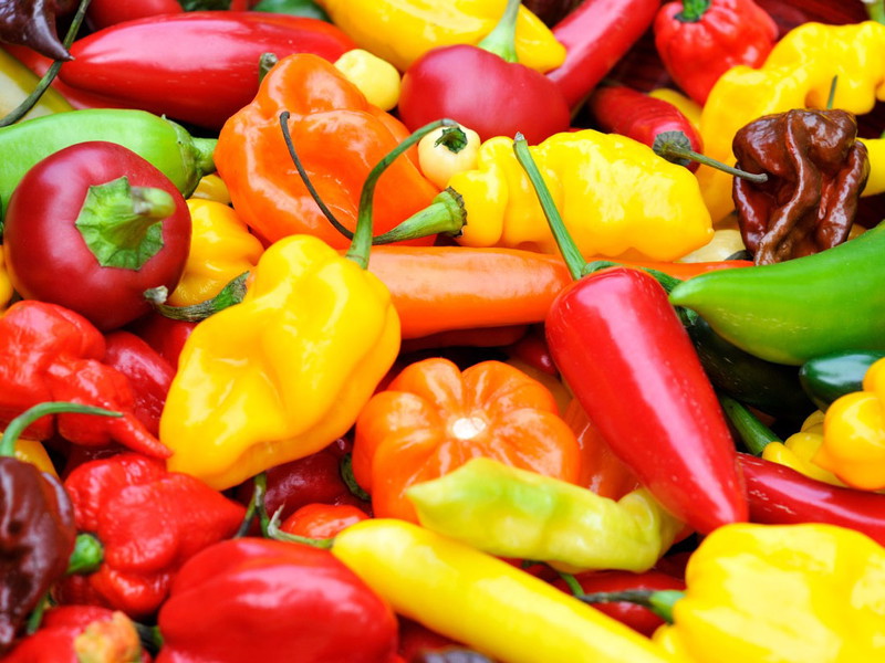 Von grün über rot bis schokoladig-schwarz: Chilischoten können viele Farben haben. Über ihren Schärfegrad sagt die Farbe übrigens nichts aus.