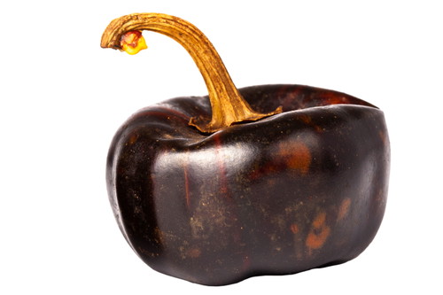 Cascabel: Die getrocknete Version der Cherry Pepper. Die Kerne rasseln im Inneren, daher auch der Name. Passt perfekt zu geschmortem Huhn.