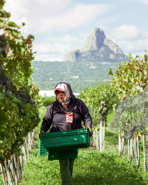 Weinernte bei Vinaltura in Querétaro im Nordwesten von Mexiko-Stadt.