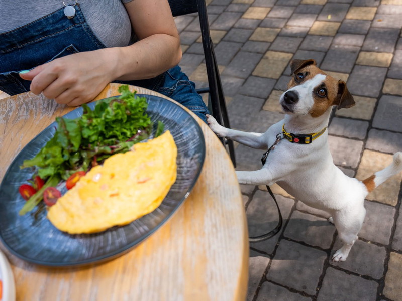 Betteln nicht nötig: In dem Hunderestaurant wird eigens für Hunde gekocht.