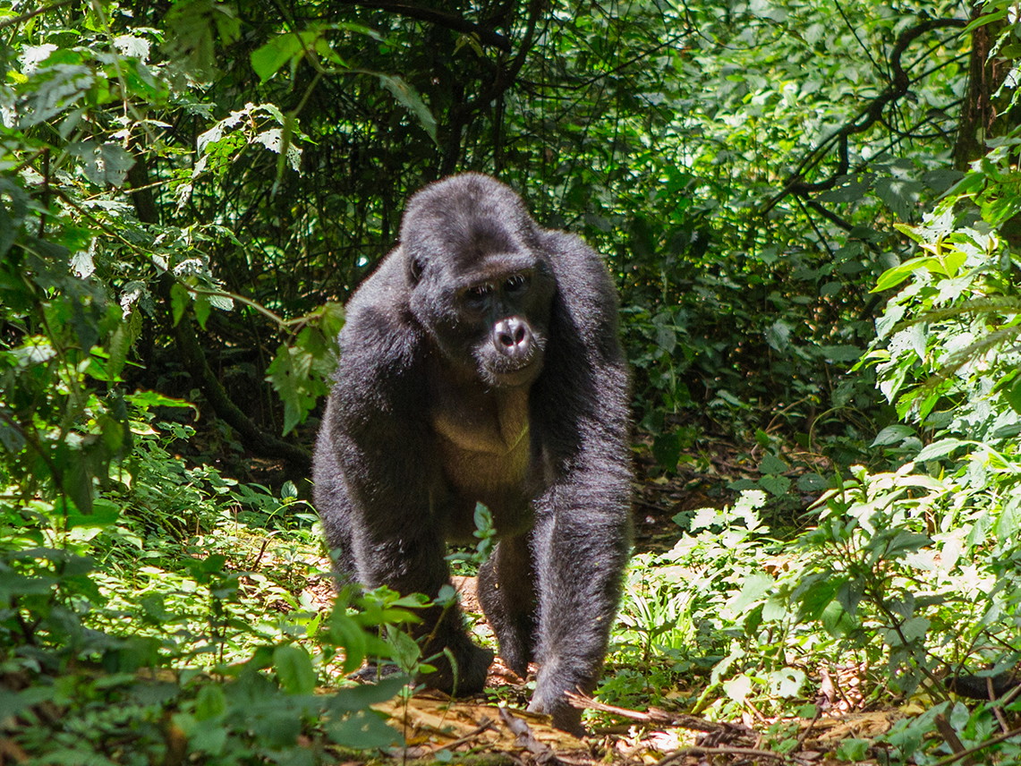 Gorilla im Bwindi Impenetrable Nationalpark, Uganda