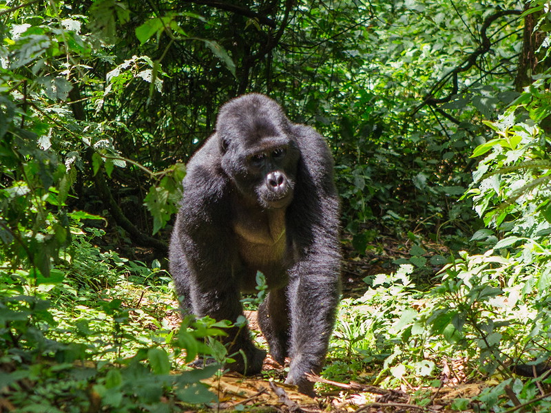 Gorilla im Bwindi Impenetrable Nationalpark, Uganda