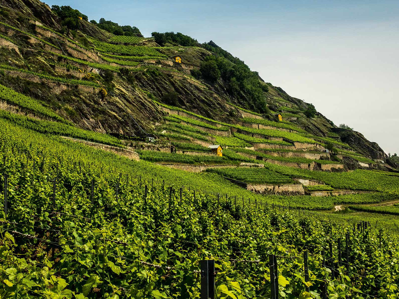 Der grösste Teil der Schweizer Syrah-Rebflächen befindet sich im Wallis. Etwa im Rebberg der Domaine de Mont d’Or in Sion.
