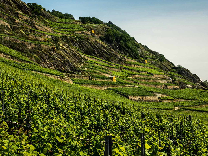 Der grösste Teil der Schweizer Syrah-Rebflächen befindet sich im Wallis. Etwa im Rebberg der Domaine de Mont d’Or in Sion.