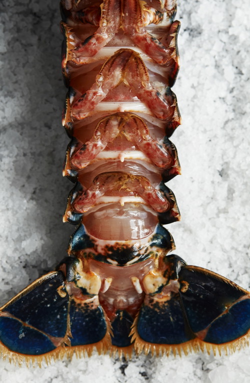 The "Seafood Gastro".