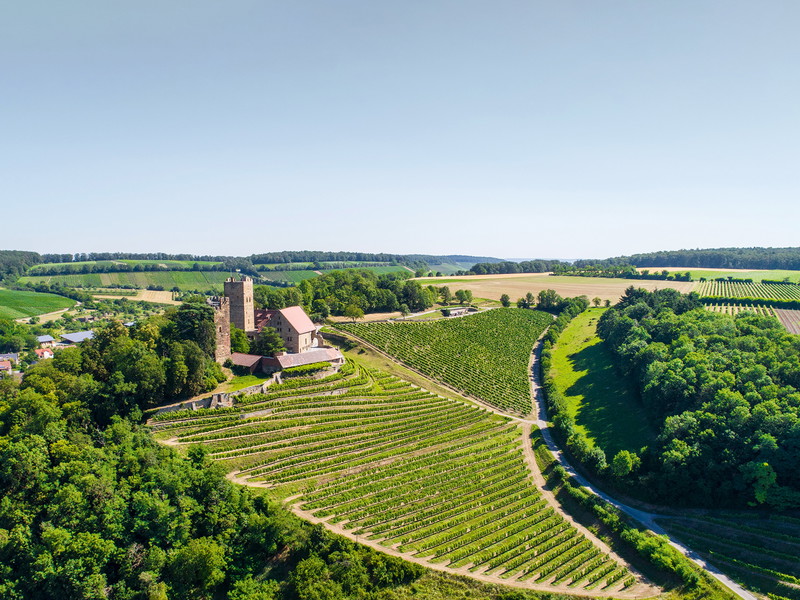Die Burgruine Neipperg steht über einem der emblematischen Weinberge Württembergs: dem Neipperger Schlossberg.