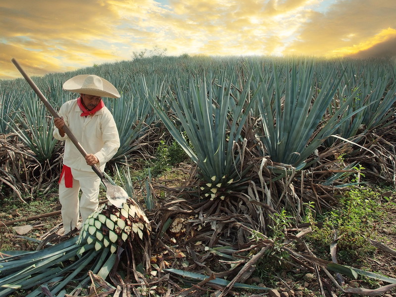 Bei der Ernte werden die scharfen Blätter der Agave manuell abgehobelt. Jährlich werden ca. 2,3 Millionen Tonnen der Blauen Agave  (Agave tequilana) verarbeitet.  