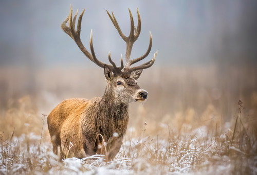 Auge in Auge mit der Natur bei Winterwanderungen zu den tierischen Bewohnern des Gesäuses.