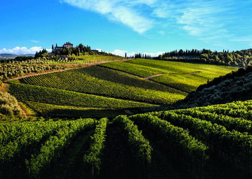Perano Vineyards